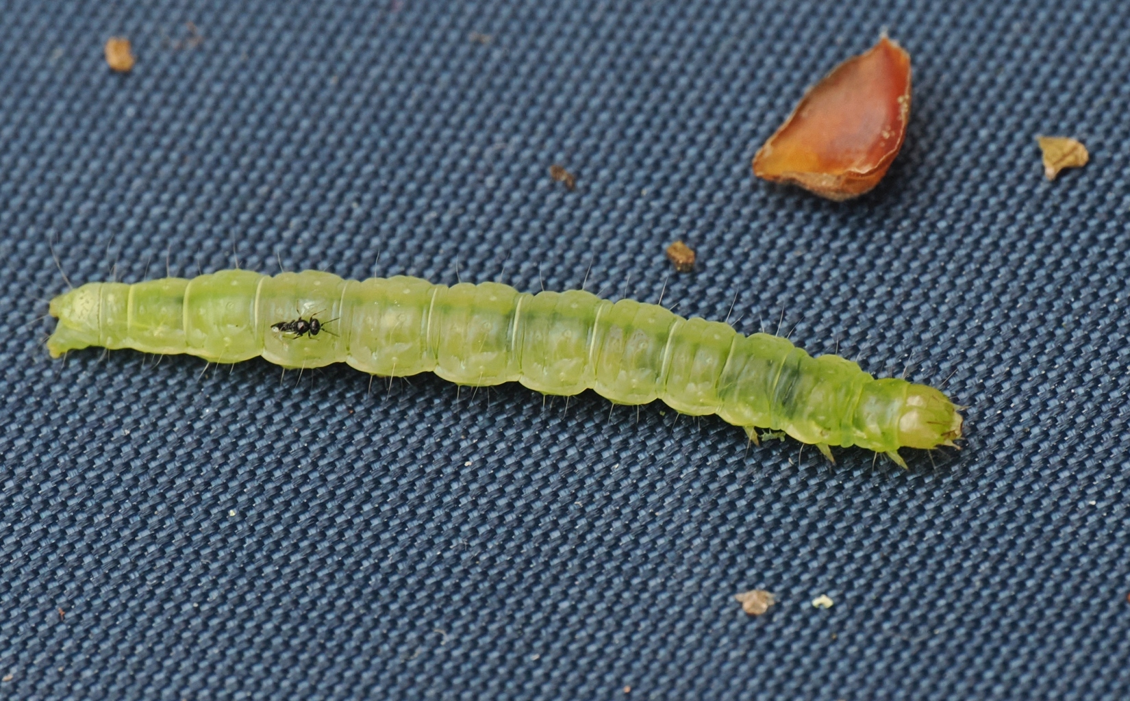P6072019